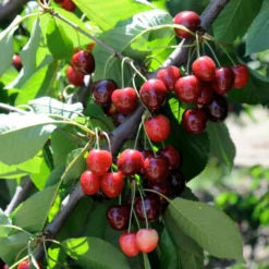 Fast Growing Trees Cherry Trees Bing Cherry Tree 8 Fast Growing Trees Cherry Trees Bing Cherry Tree