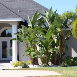 Fast Growing Trees Bird Of Paradise - Orange