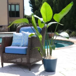 Fast Growing Trees Bird Of Paradise - Orange