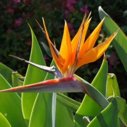 Fast Growing Trees Bird Of Paradise - Orange