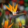Fast Growing Trees Bird Of Paradise - Orange 1 Fast Growing Trees Bird Of Paradise - Orange