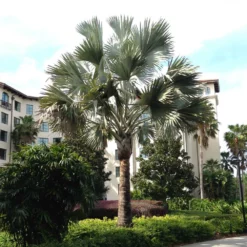 Fast Growing Trees Bismarck Palm Tree Palm Trees 9 Fast Growing Trees Bismarck Palm Tree Palm Trees