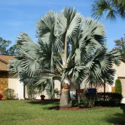 Fast Growing Trees Bismarck Palm Tree Palm Trees