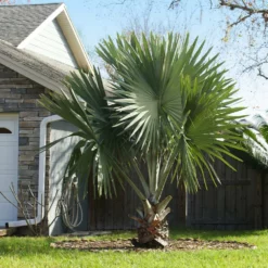 Fast Growing Trees Bismarck Palm Tree Palm Trees 10 Fast Growing Trees Bismarck Palm Tree Palm Trees