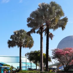Fast Growing Trees Bismarck Palm Tree Palm Trees 11 Fast Growing Trees Bismarck Palm Tree Palm Trees