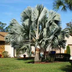 Fast Growing Trees Bismarck Palm Tree Palm Trees