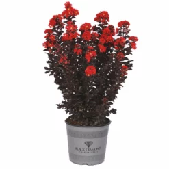Fast Growing Trees Crape Myrtles Black Diamond® Radiant Red Crape Myrtle 9 Fast Growing Trees Crape Myrtles Black Diamond® Radiant Red Crape Myrtle