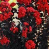 Fast Growing Trees Crape Myrtles Black Diamond® Radiant Red Crape Myrtle