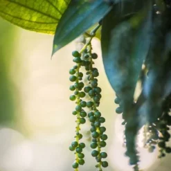 Fast Growing Trees Black Pepper Plant 9 Fast Growing Trees Black Pepper Plant