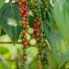 Fast Growing Trees Black Pepper Plant