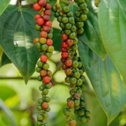 Fast Growing Trees Black Pepper Plant 7 Fast Growing Trees Black Pepper Plant