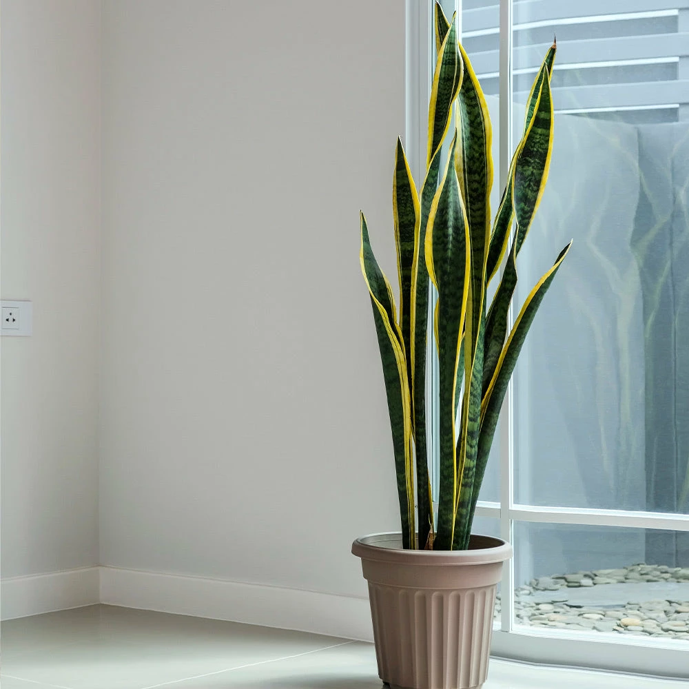 Fast Growing Trees Air Purifying House Plants Snake Plant 7 Fast Growing Trees Air Purifying House Plants Snake Plant