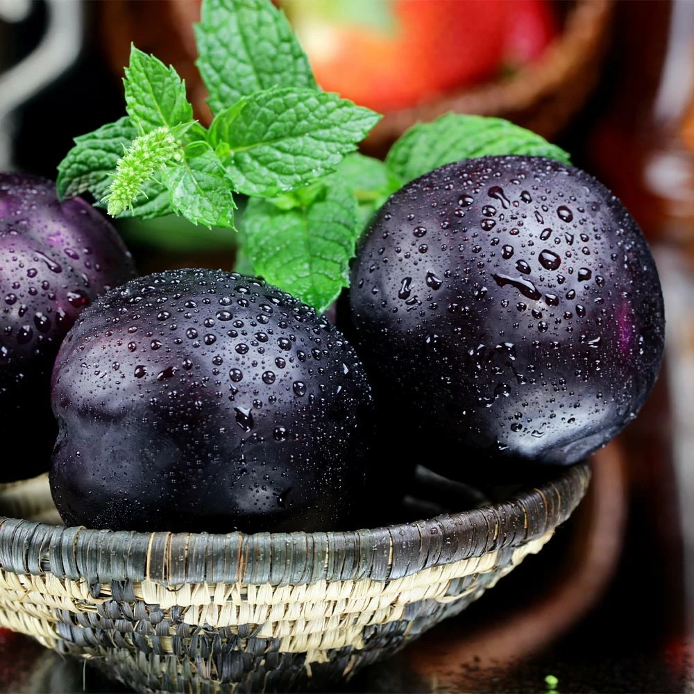 Fast Growing Trees Black Ice Plum Tree 4 Fast Growing Trees Black Ice Plum Tree