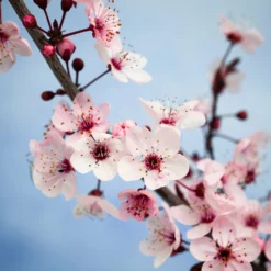 Fast Growing Trees Black Ice Plum Tree 11 Fast Growing Trees Black Ice Plum Tree