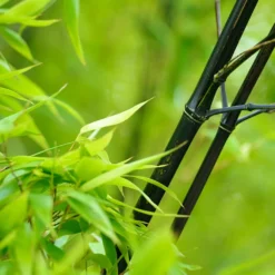Fast Growing Trees Bamboo Trees Black Bamboo