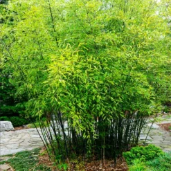 Fast Growing Trees Bamboo Trees Black Bamboo