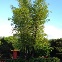 Fast Growing Trees Bamboo Trees Black Bamboo