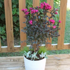 Fast Growing Trees Black Diamond® Crape Myrtle - Mystic Magenta™ Crape Myrtles