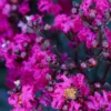 Fast Growing Trees Black Diamond® Crape Myrtle - Mystic Magenta™ Crape Myrtles