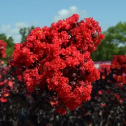 Fast Growing Trees Black Diamond® Crape Myrtle - Best Red™