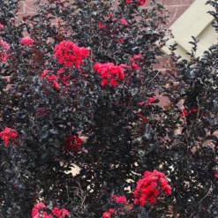 Fast Growing Trees Black Diamond® Crape Myrtle - Best Red™