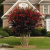 Fast Growing Trees Black Diamond® Crape Myrtle - Best Red™