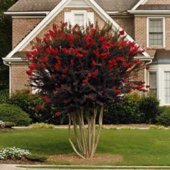 Fast Growing Trees Black Diamond® Crape Myrtle - Best Red™