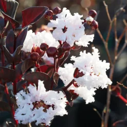 Fast Growing Trees Black Diamond® Crape Myrtle - Pure White™ Crape Myrtles 9 Fast Growing Trees Black Diamond® Crape Myrtle - Pure White™ Crape Myrtles