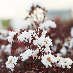 Fast Growing Trees Black Diamond® Crape Myrtle - Pure White™ Crape Myrtles