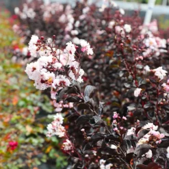 Fast Growing Trees Black Diamond® Crape Myrtle - Pure White™ Crape Myrtles 11 Fast Growing Trees Black Diamond® Crape Myrtle - Pure White™ Crape Myrtles