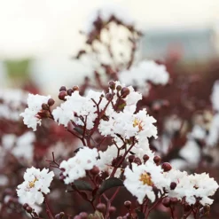 Fast Growing Trees Black Diamond® Crape Myrtle - Pure White™ Crape Myrtles