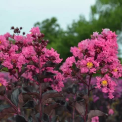 Fast Growing Trees Black Diamond® Shell Pink™ Crape Myrtle Shrub
