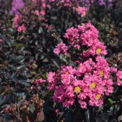 Fast Growing Trees Black Diamond® Shell Pink™ Crape Myrtle Shrub