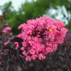Fast Growing Trees Black Diamond® Shell Pink™ Crape Myrtle Shrub