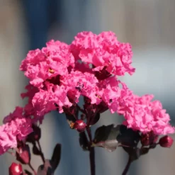 Fast Growing Trees Black Diamond® Shell Pink™ Crape Myrtle Shrub