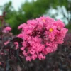 Fast Growing Trees Black Diamond® Shell Pink™ Crape Myrtle Shrub