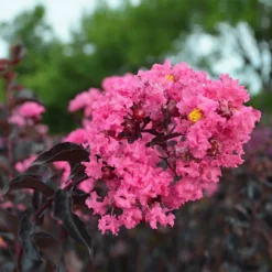 Fast Growing Trees Black Diamond® Shell Pink™ Crape Myrtle Shrub
