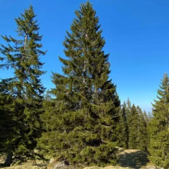 Fast Growing Trees Black Hills Spruce Tree Spruce Trees