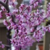 Fast Growing Trees Black Pearl™ Redbud Tree Redbud Trees