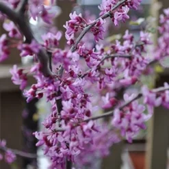Fast Growing Trees Black Pearl™ Redbud Tree Redbud Trees