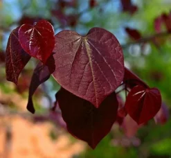 Fast Growing Trees Black Pearl™ Redbud Tree Redbud Trees
