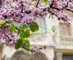 Fast Growing Trees Black Pearl™ Redbud Tree Redbud Trees