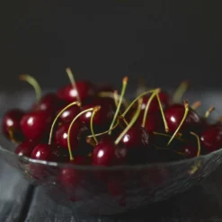 Fast Growing Trees Black Tartarian Cherry Tree 10 Fast Growing Trees Black Tartarian Cherry Tree