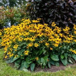 Fast Growing Trees Goldsturm Black-Eyed Susan 8 Fast Growing Trees Goldsturm Black-Eyed Susan