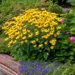 Fast Growing Trees Goldsturm Black-Eyed Susan 9 Fast Growing Trees Goldsturm Black-Eyed Susan