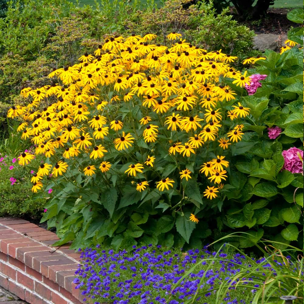 Fast Growing Trees Goldsturm Black-Eyed Susan 6 Fast Growing Trees Goldsturm Black-Eyed Susan