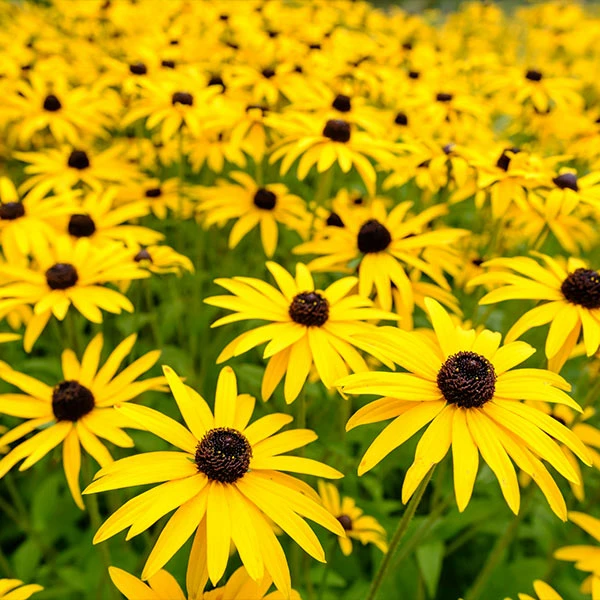 Fast Growing Trees Goldsturm Black-Eyed Susan 3 Fast Growing Trees Goldsturm Black-Eyed Susan