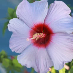 Fast Growing Trees Summer Spice® Hardy Hibiscus Bleu Brulee™ 7 Fast Growing Trees Summer Spice® Hardy Hibiscus Bleu Brulee™