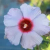 Fast Growing Trees Summer Spice® Hardy Hibiscus Bleu Brulee™