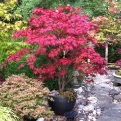 Fast Growing Trees Bloodgood Japanese Maple